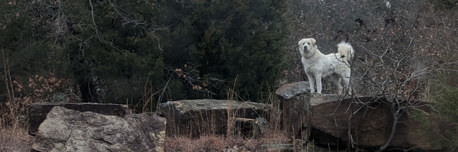 natshell's profile banner image