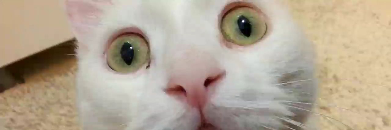 sarhosit's profile banner image