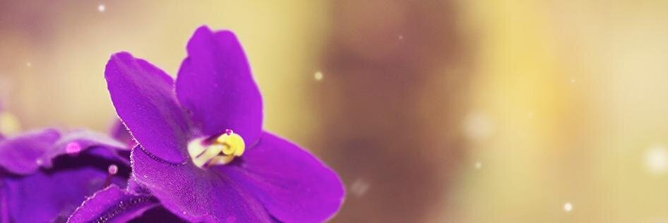 DeliAtchison's profile banner image