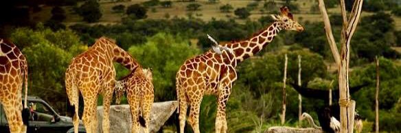 DocGaleana's profile banner image