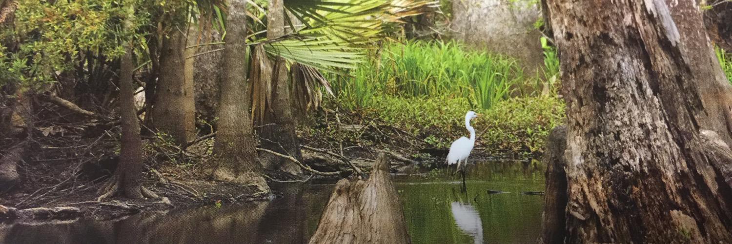 CajunPrideSwamp's profile banner image