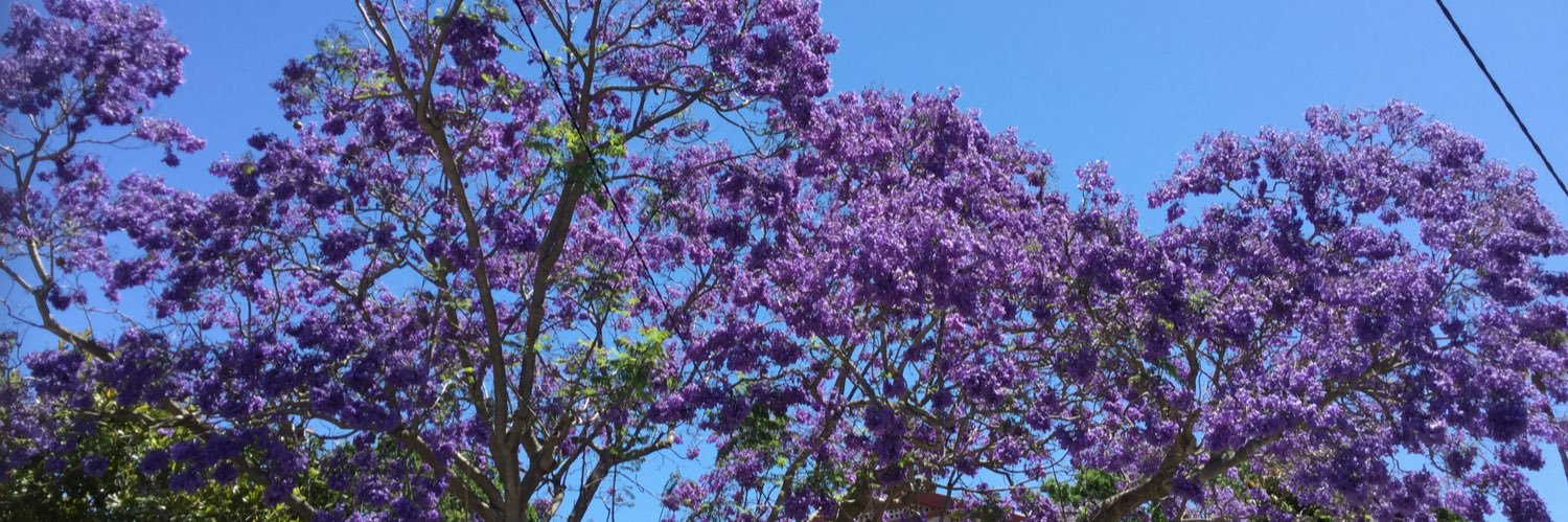 MacolSonia's profile banner image