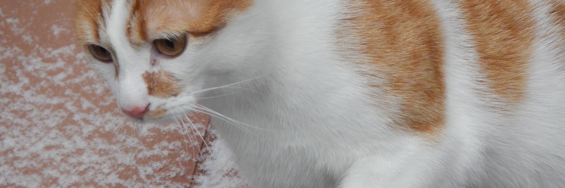aaronkittycat's profile banner image