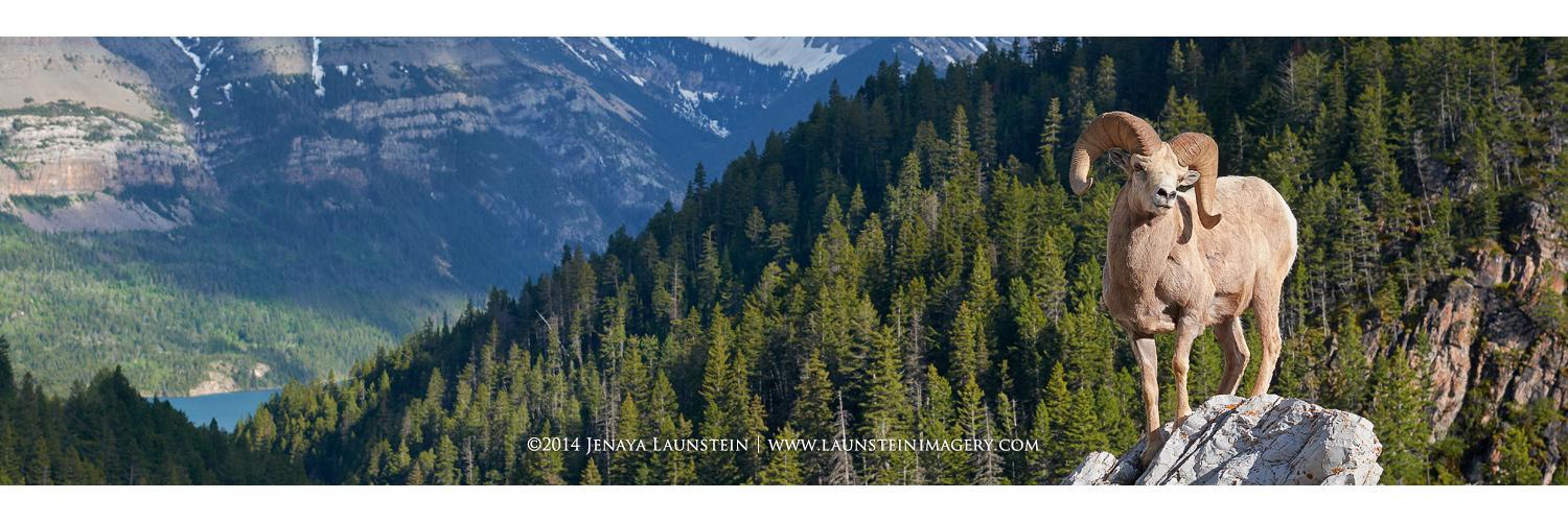 Launstein Imagery banner