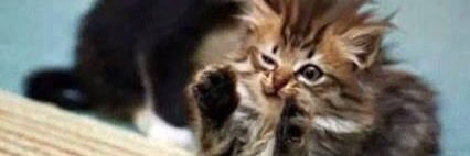 jason szilagyi banner