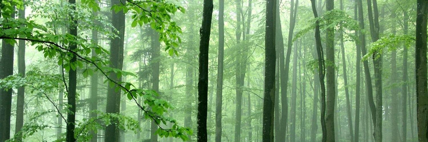 Christine Texeira banner