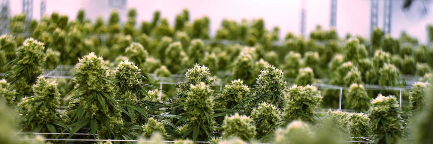 Phat Panda ™ banner