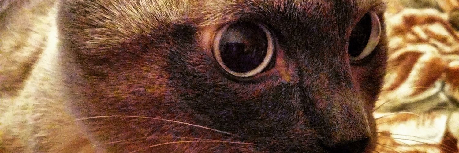 RkpdcL's profile banner image