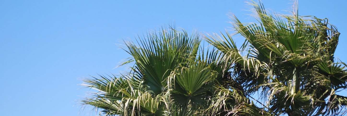 ludonate's profile banner image