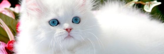 IamAabi143's profile banner image