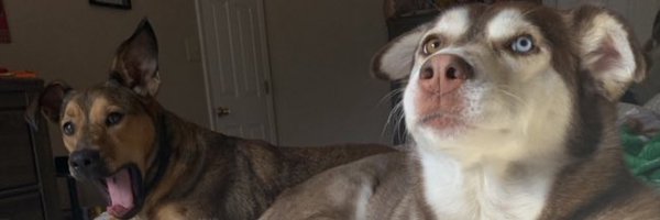 division3dan Profile Banner