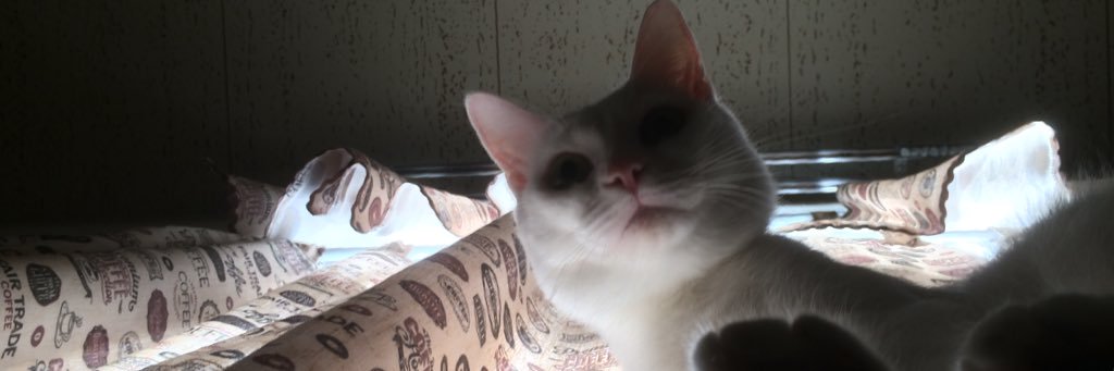 mae_p_'s profile banner image