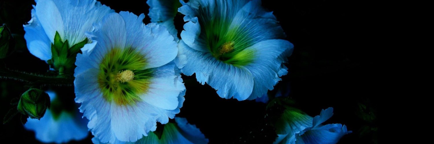 MeriiJane4's profile banner image