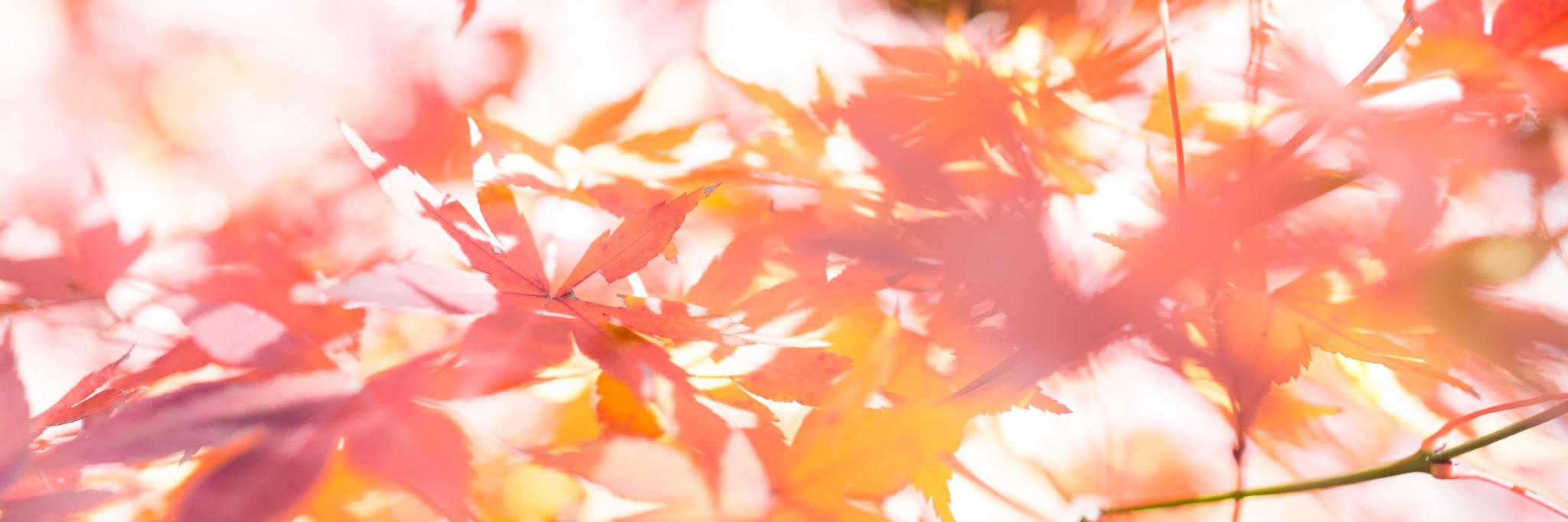 wbutler_bot's profile banner image