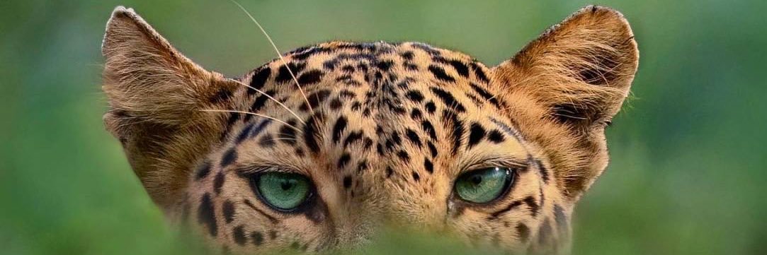 JvdithO's profile banner image