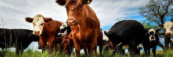 LNcampo Profile Banner