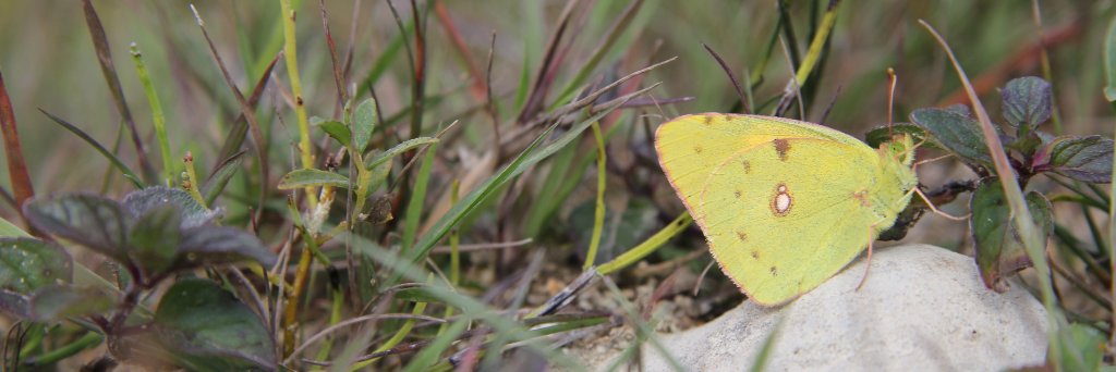 Norfolk Festival of Nature banner