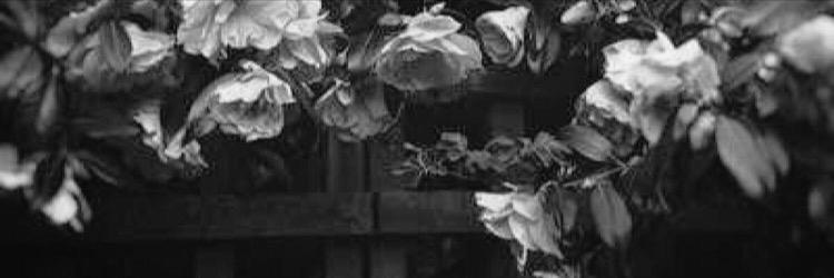 lidiathbgdr's profile banner image