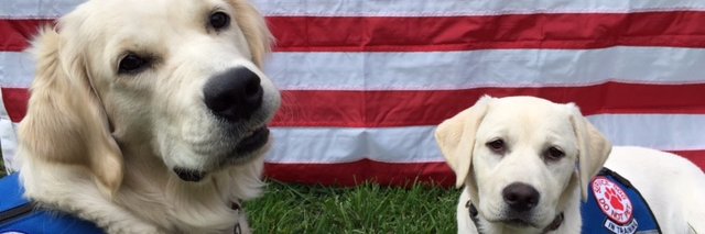DeafinitelyDogs's profile banner image