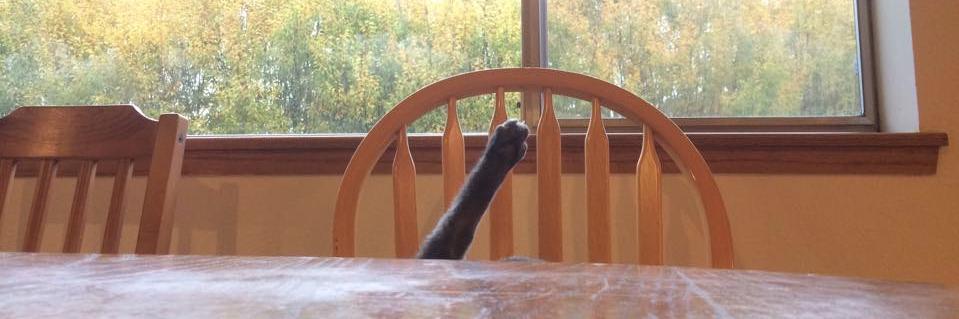 datbuddhacat's profile banner image