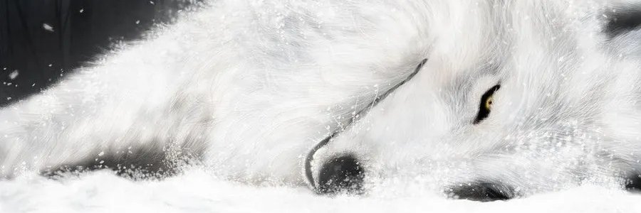 northhern's profile banner image