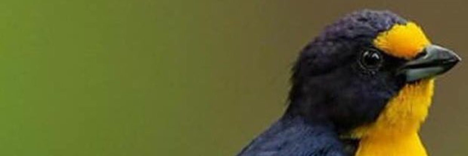 Can Sönmez banner