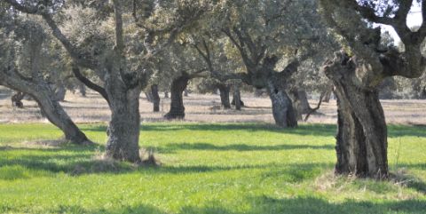 Tabernadeto's profile banner image