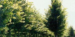 Boom Van Het Jaar banner