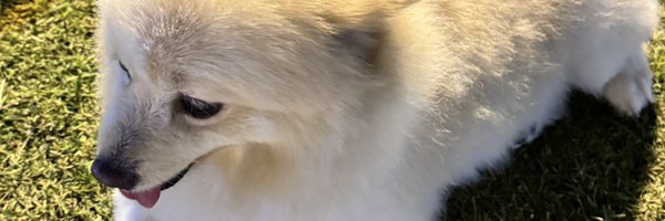 icedflatwhite Profile Banner