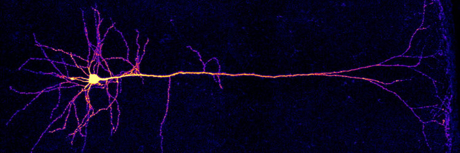 Alessandro Galloni banner