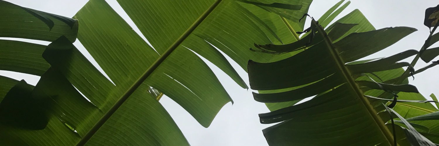 mandolin_moon's profile banner image