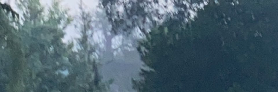 SadBabySal's profile banner image