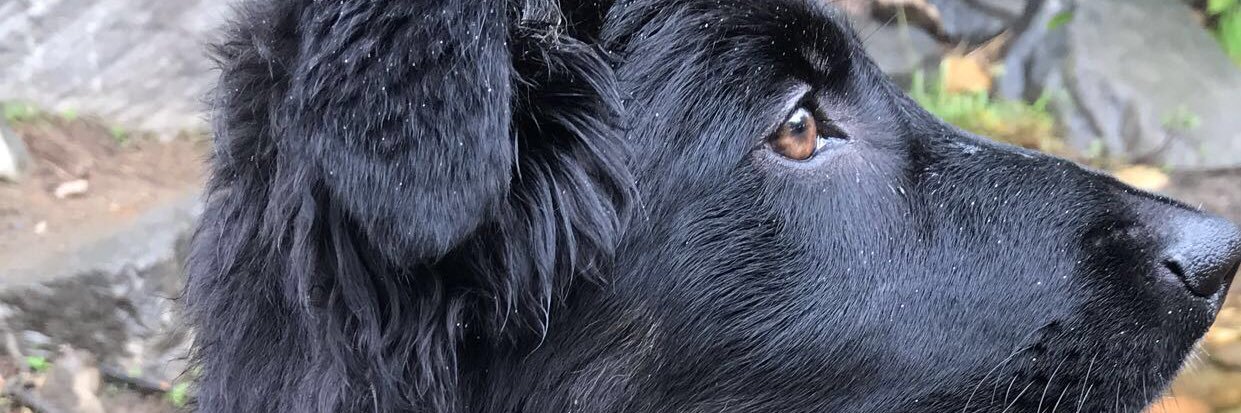 jackieemanning's profile banner image