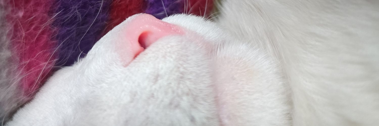 lfernandab's profile banner image