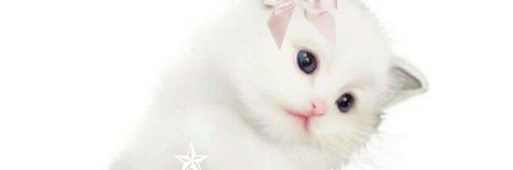 softry's profile banner image