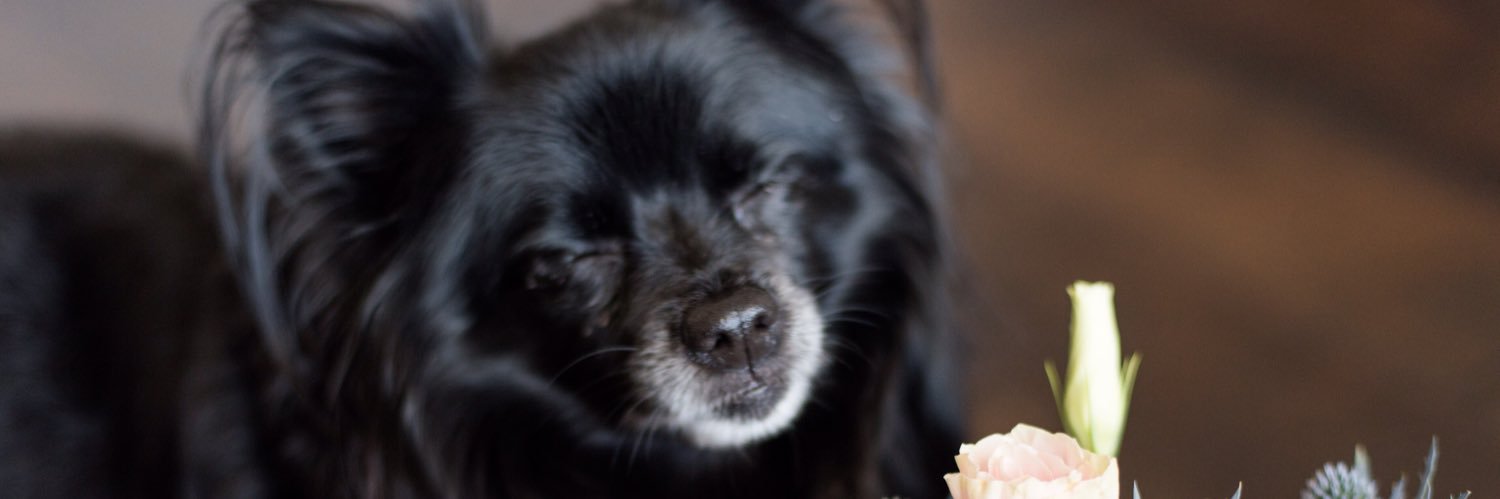 Randi Bargo-Smith banner