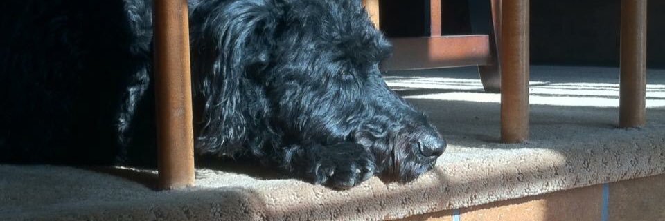 Slayer of Pez banner