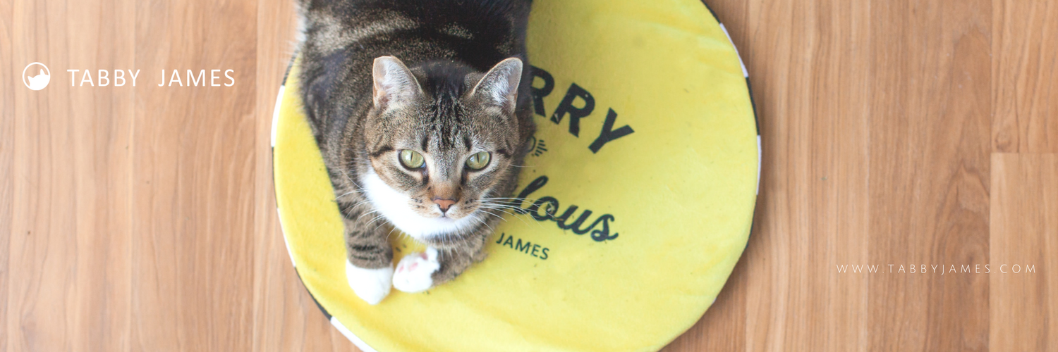 tabbyjamesco's profile banner image