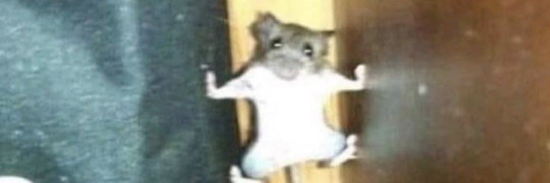 Yo-Yo With AnitaMaxBrynn banner