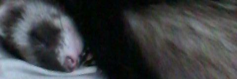 ferretfang's profile banner image