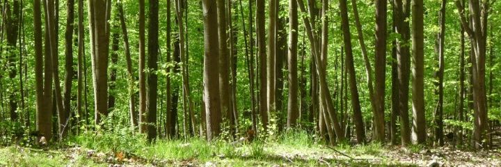 Fox____Hound's profile banner image
