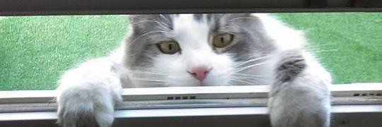 The Crystal Fox banner