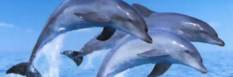 xerdolphin's profile banner image