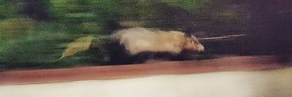 twknauff Profile Banner