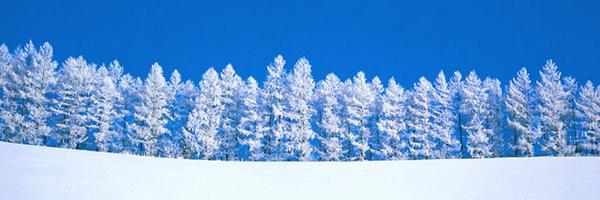 NPDL_Canada Profile Banner