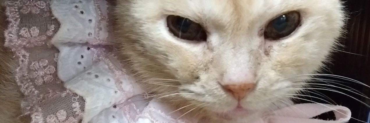 tweeting_ume's profile banner image