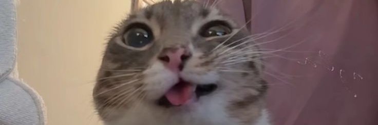 mora_cutie's profile banner image