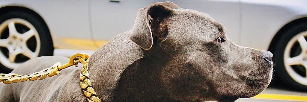 RubioBronson's profile banner image