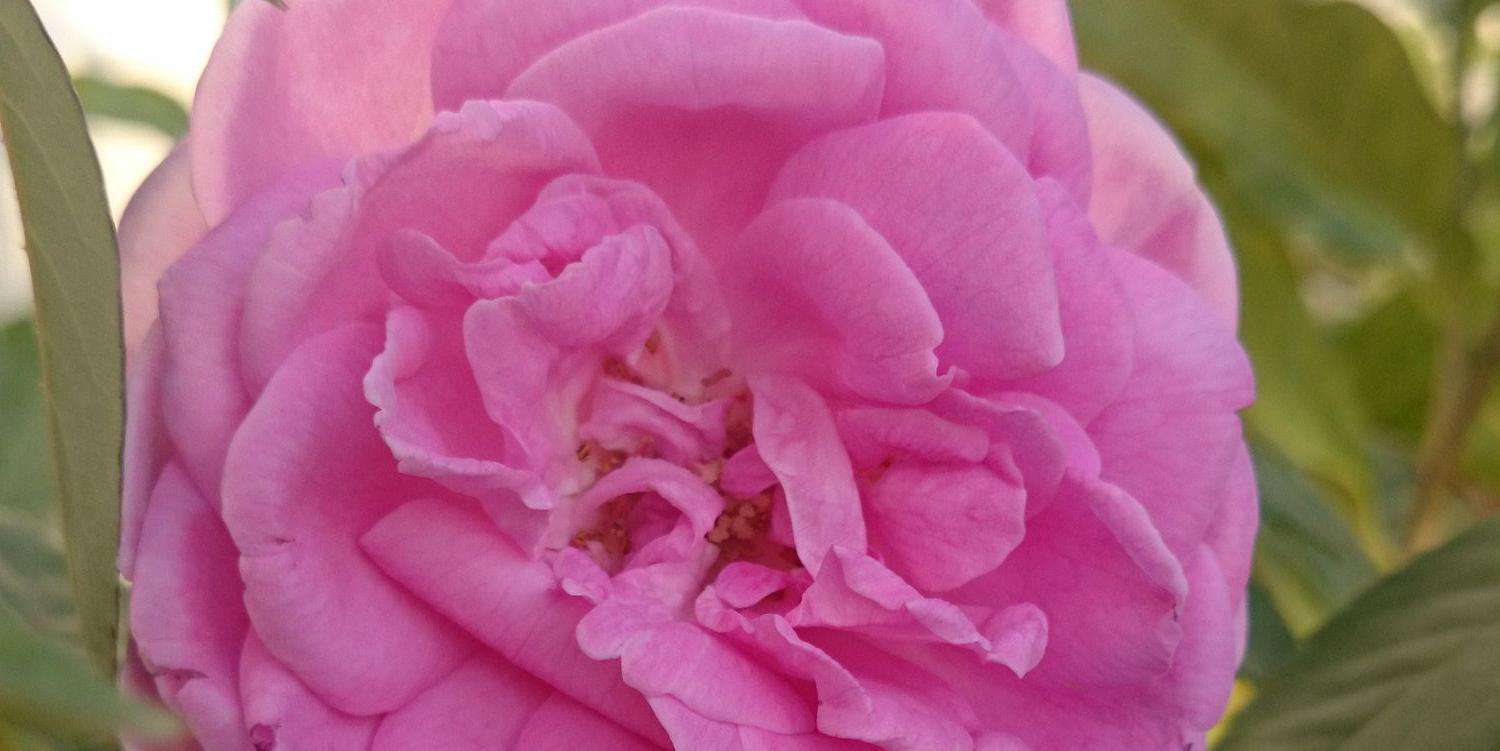 Eng_Um_Rawaa's profile banner image