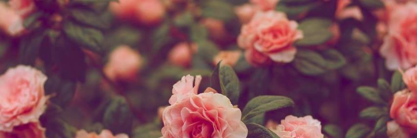 missbreerose's profile banner image